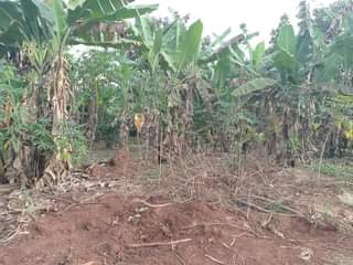 A picture of FOR SALE IN NAKASEKE KAPEEKA KADUNDA VILLAGE