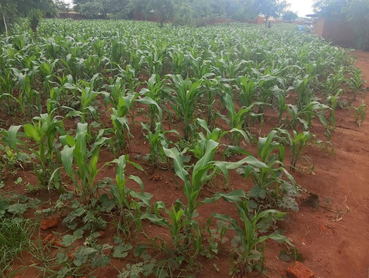 A picture of PLOT FOR SALE SIZE 20 BY 90 0989849411