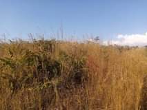 houses for sale