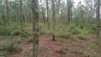 A picture of 50 Acres Nakaseke Butalangu at 10m per acre Full of