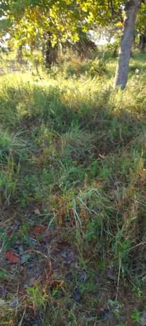 A picture of Eneo linauzwa