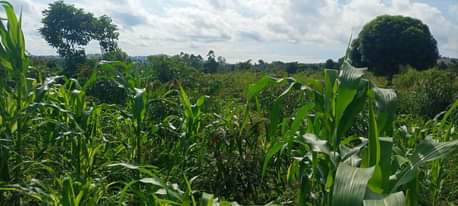 A picture of Land for sell kibanja