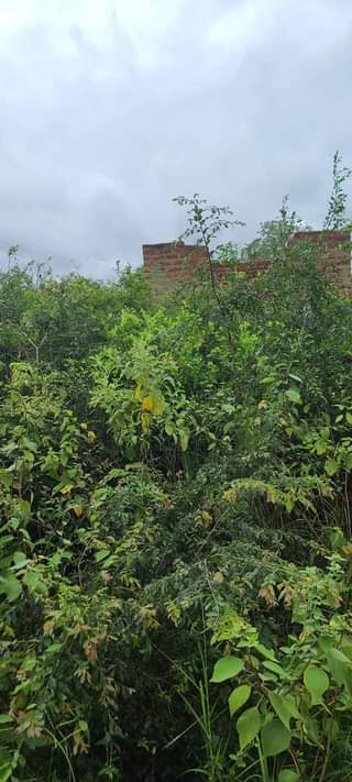 A picture of Shamba rinauzwa kiwangwa bagamoyo kwa mawasiriano 0783496873