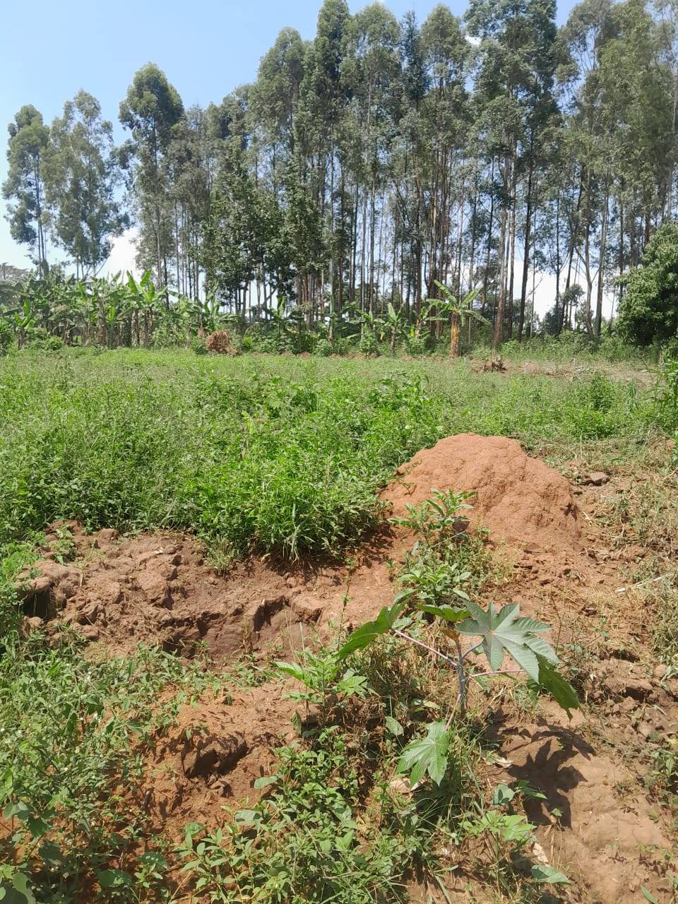 uganda plots