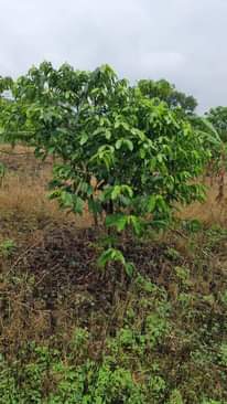 A picture of Land on sale