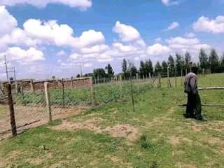 makutano plots