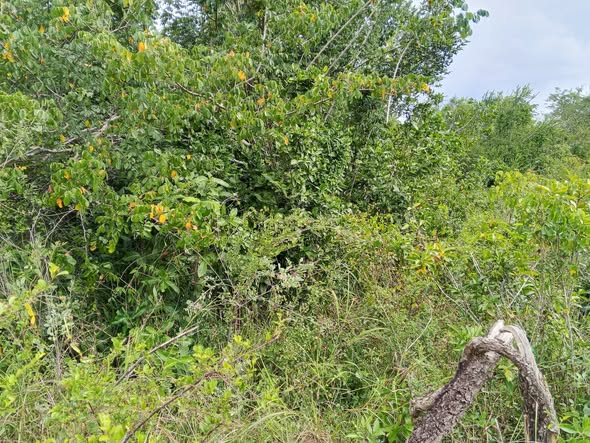 A picture of Shamba linauzwa lipo bagamoyo kiwangwa bago