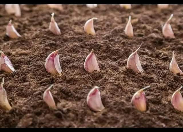 seeds