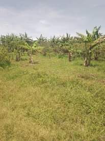 A picture of 2 accers for sale