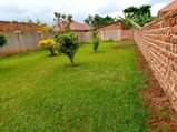 A picture of Gayaza kijabijo quick sale