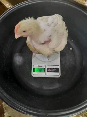 A picture of KUKU WA NYAMA BROILER