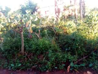 A picture of 50ft X 50ft Affordable Plots available on Sale at MUKONO