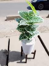 plants