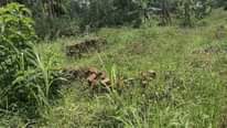 A picture of Plot for sale