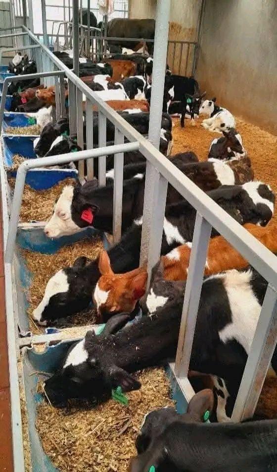 A picture of Pedigree calves