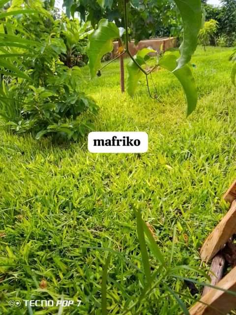 grass