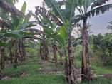 A picture of 14m READY TITLE PLOTS ON QUICK SALE 12m kisubuzi deal