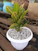 plants
