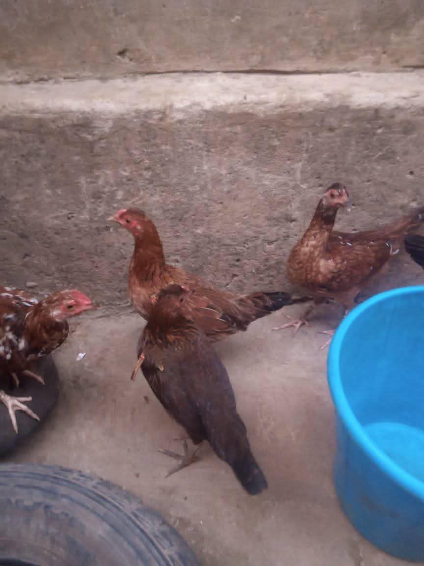 A picture of Point of layers local hen