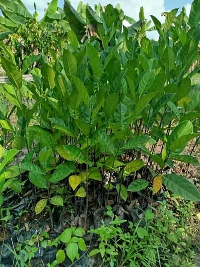 A picture of Jackfruit seedlings