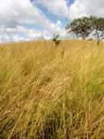 A picture of Shamba linalofaa kwa kilimo Cha parachichi au miti ya mbao