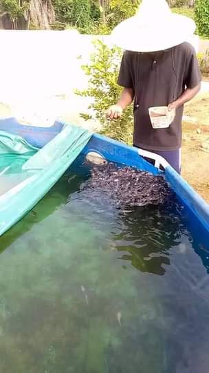 fish fingerlings