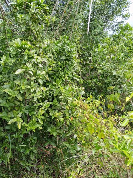 A picture of Shamba linauzwa lipo bagamoyo kiwangwa bago