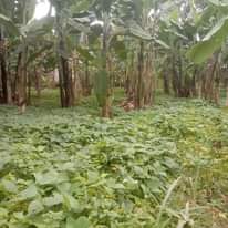 A picture of shAmba linauzwA
