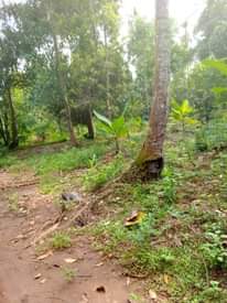 A picture of Shamba linauzwa lipo machui