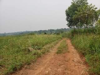 A picture of plots for sale in nakifuma at 6m