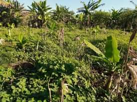 A picture of 2 FERTILE ACRES FOR SALE IN NAKASEKE KAPEEKA