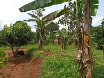 Ssentumbwe B.