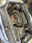 A picture of Cerato