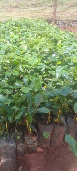 seedlings