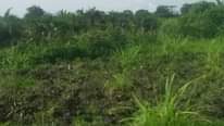 A picture of LAND