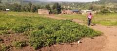 A picture of PLOTS FOR SALE LOCATED WAKISO KONA