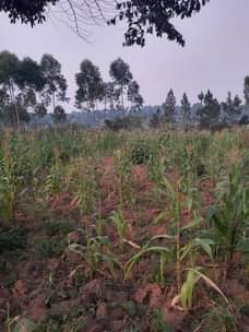 A picture of Plot for sale Price 8millions