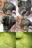 A picture of Hair Treatment Hair growth