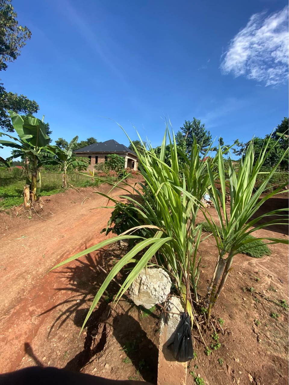 plots mukono
