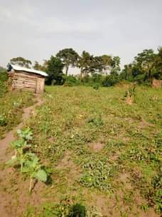 A picture of 2 acres at 35m title in hand full of tomatoes