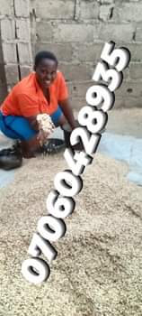 A picture of Our nasarawa egusi is neat testy sand free and the