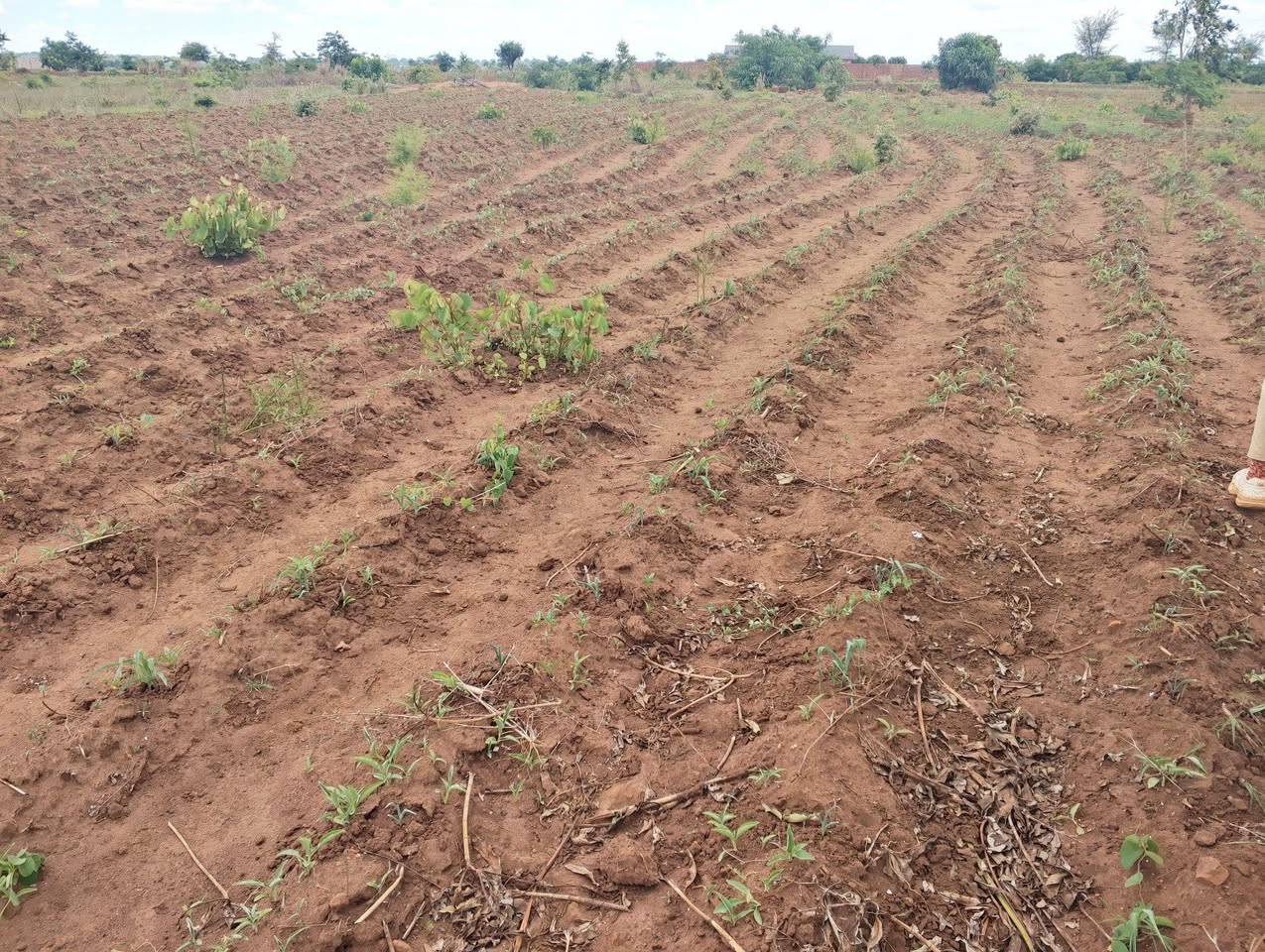 A picture of PLOT FOR SALE SIZE 2 ACRES 0989849411