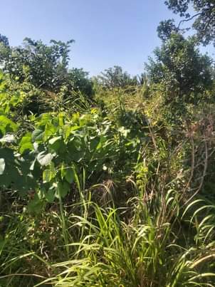 A picture of shamba linauzwa lipo bagamoyo kiwangwa bago