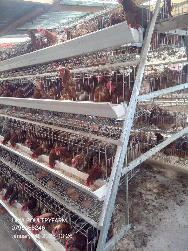 egg incubator