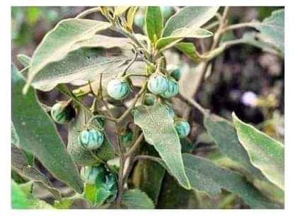 A picture of Mujarab