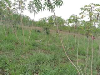 A picture of PLOT 50 100FT FOR SALE IN NAKASEKE KAPEEKA