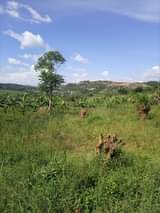 A picture of  23 DECIMALS AVAILABLE FOR SALE IN KITENDE KAGA ON