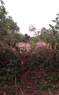 A picture of New site Plots kasanje Bukalaaza