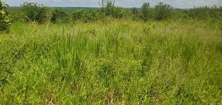 A picture of Shamba linauzwa Heka 80 kijiji cha Bago