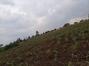 A picture of  URGENTLY MONEY NEEDED TODAY Location Mityana Land size 100